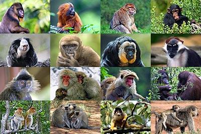 monkey-pictures Alcuni tifosi del Cagliari ieri al Sant'Elia